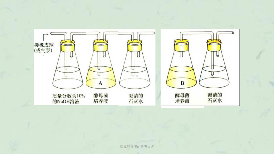 探究酵母菌的呼吸方式课件.ppt_第3页