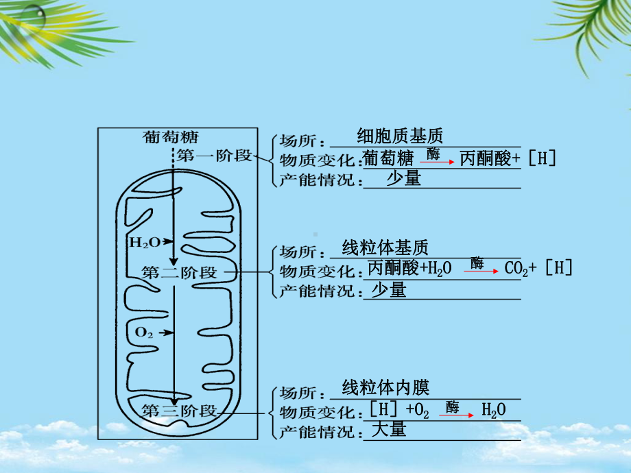 教培用金方案高考生物人教一轮复习学案细胞呼吸课件.ppt_第3页