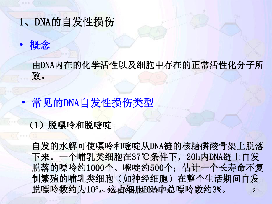 染色体和DNA损伤修复和转座培训课件.ppt_第2页