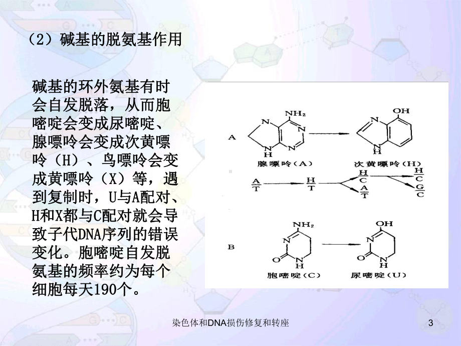 染色体和DNA损伤修复和转座培训课件.ppt_第3页