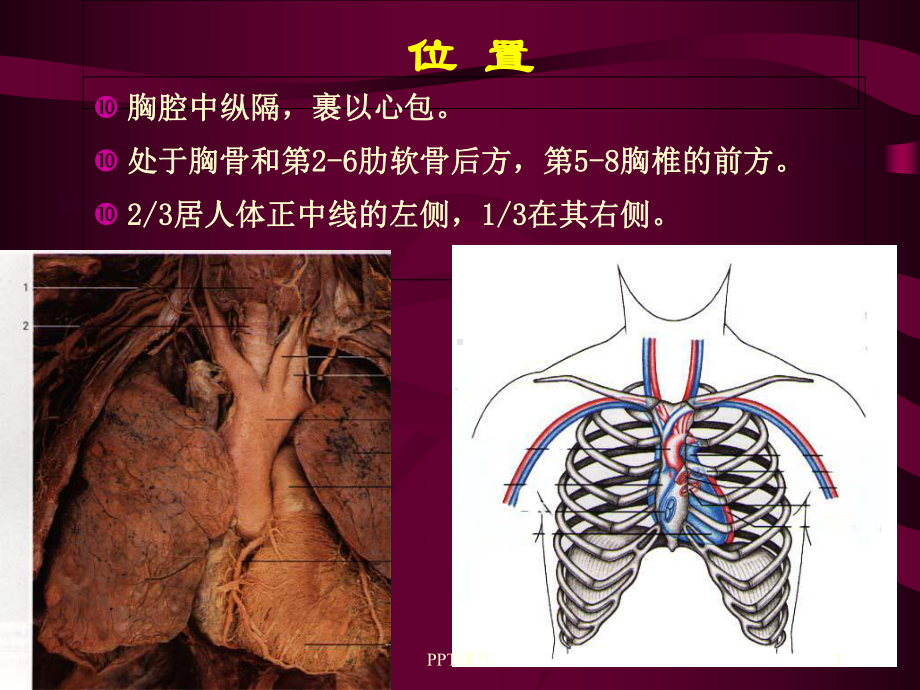 心脏手术的解剖学基础-课件.ppt_第3页