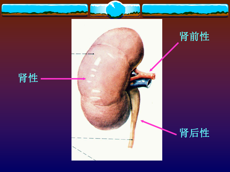 急性肾功能衰竭教程课件.ppt_第3页