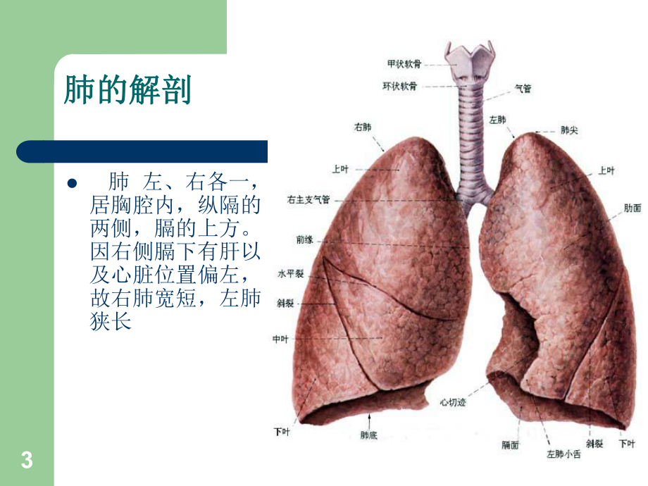 新版肺癌根治术手术配合课件.pptx_第3页