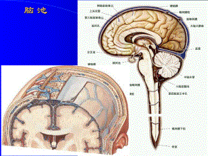 断层解剖脑池脑血管-课件.ppt