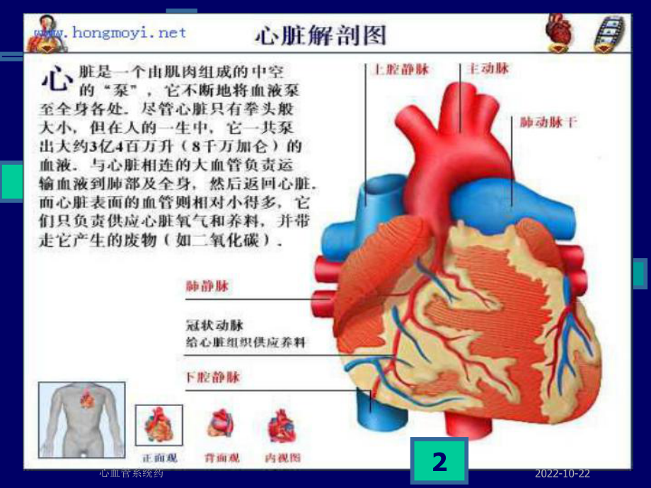 心血管系统药课件.ppt_第2页