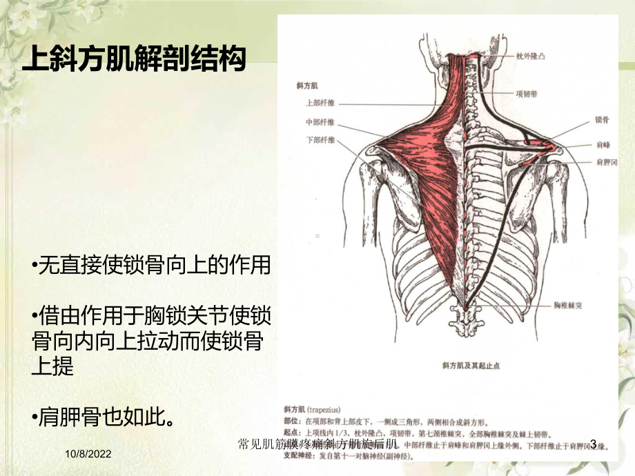 常见肌筋膜疼痛斜方肌旋后肌课件.ppt_第3页