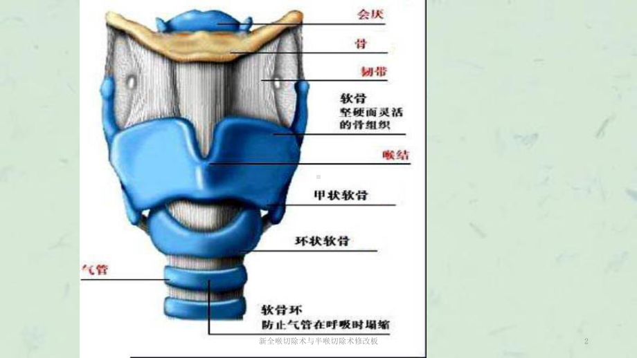 新全喉切除术与半喉切除术修改板课件.ppt_第2页