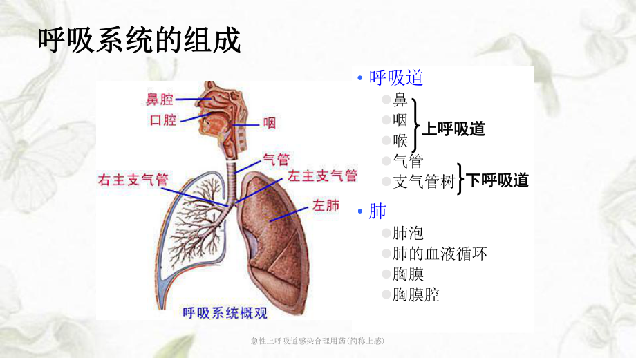 急性上呼吸道感染合理用药(简称上感)课件.ppt_第2页