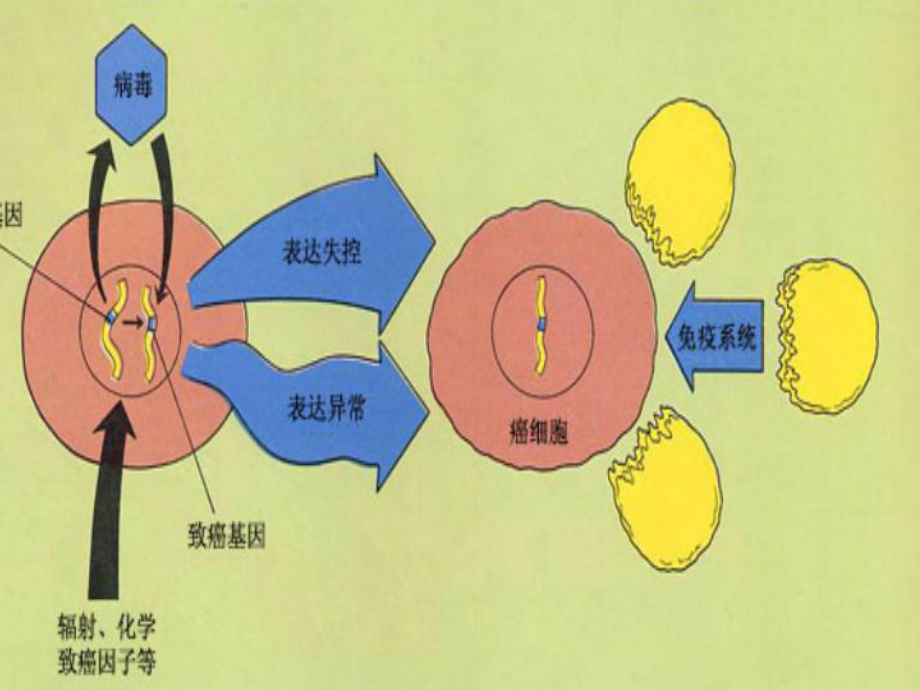 早期胃癌诊断和治疗课件.ppt_第2页