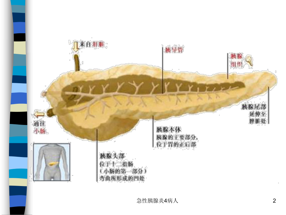 急性胰腺炎4病人课件.ppt_第2页