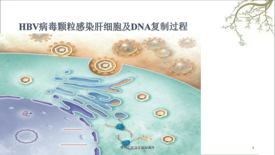 慢性乙肝分子指标课件.ppt_第3页