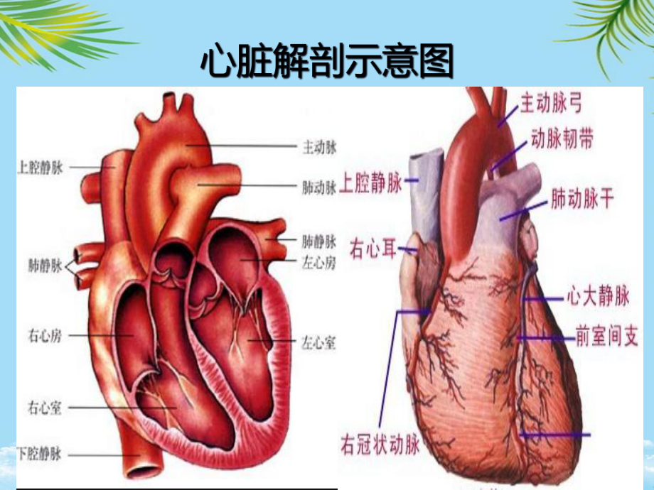 教培用重症心力衰竭的利尿治疗课件.ppt_第2页