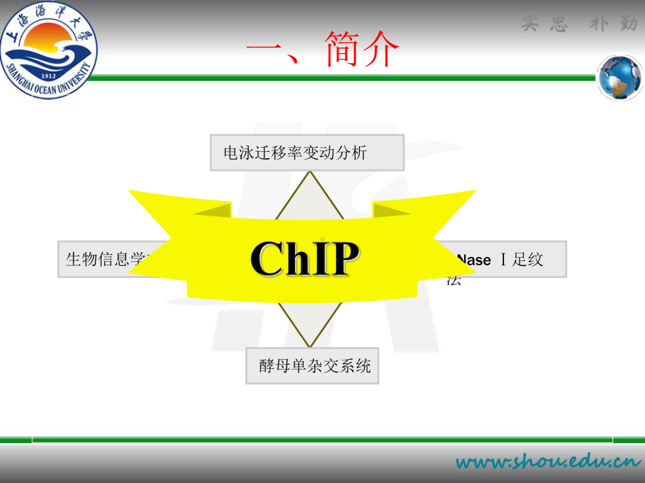 染色质免疫共沉淀ChIP培训课件.ppt_第3页