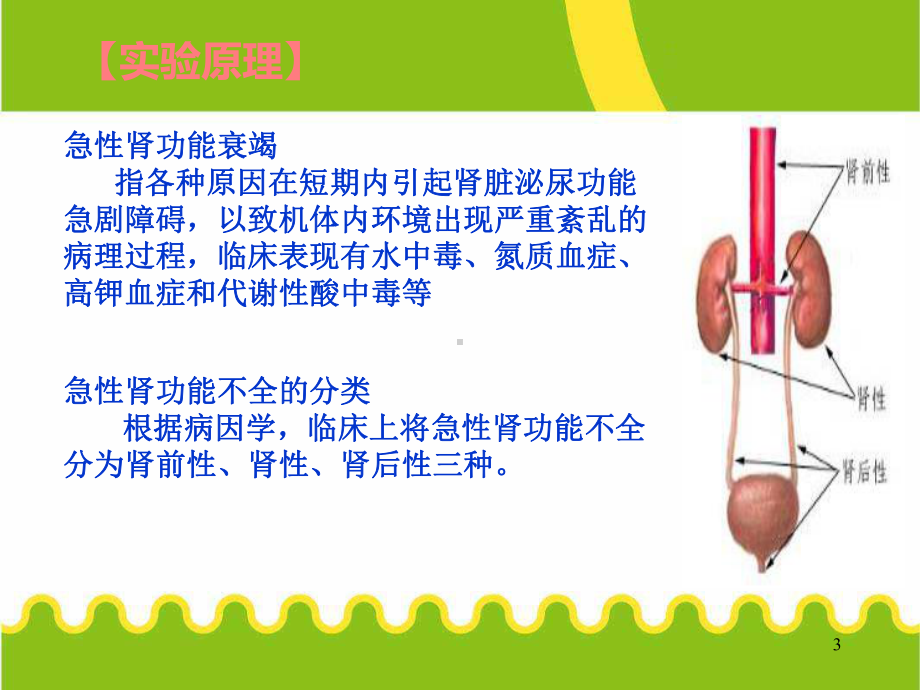 机能学设计性实验急性肾衰竭动物模型的建立参考课件.ppt_第3页