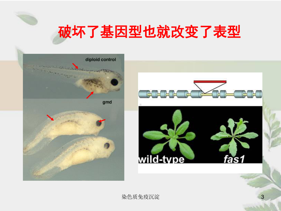 染色质免疫沉淀培训课件.ppt_第3页