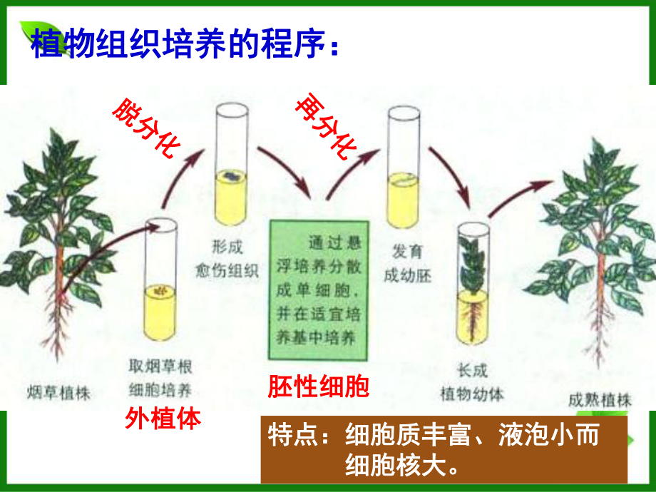 植物的克隆课件-浙科版.ppt_第3页