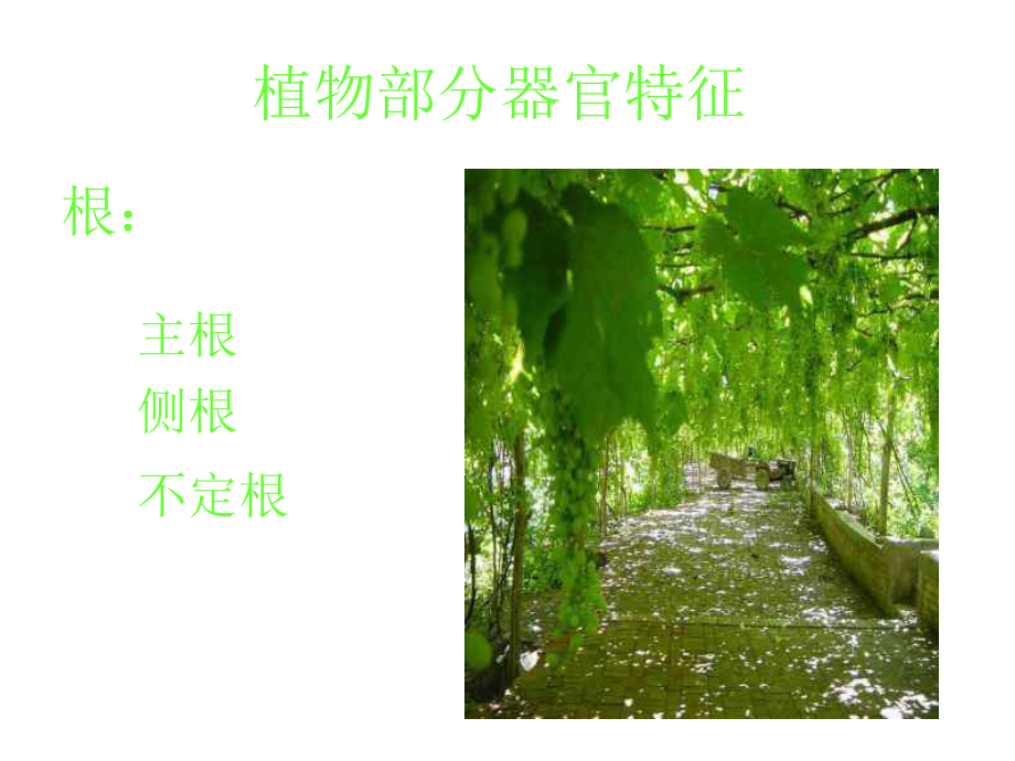 植物分类分科课件.ppt_第2页