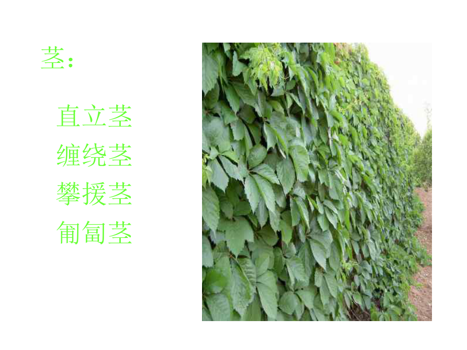 植物分类分科课件.ppt_第3页