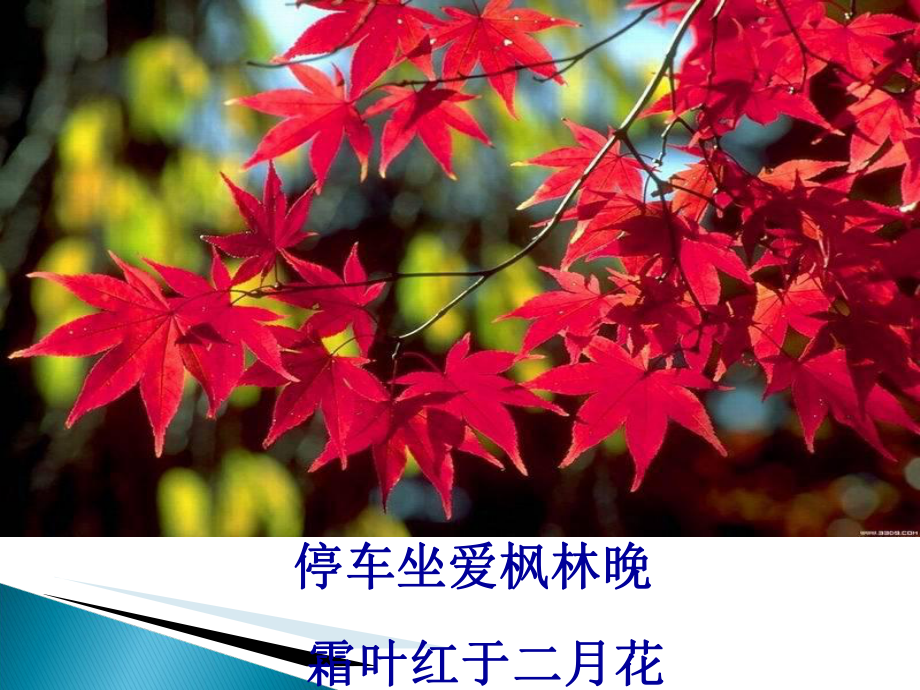 故都的秋实用课件328.ppt_第1页