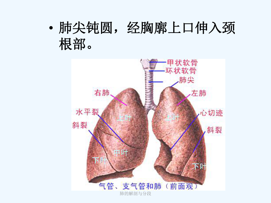 支气管镜下肺脏的分段2课件.ppt_第2页