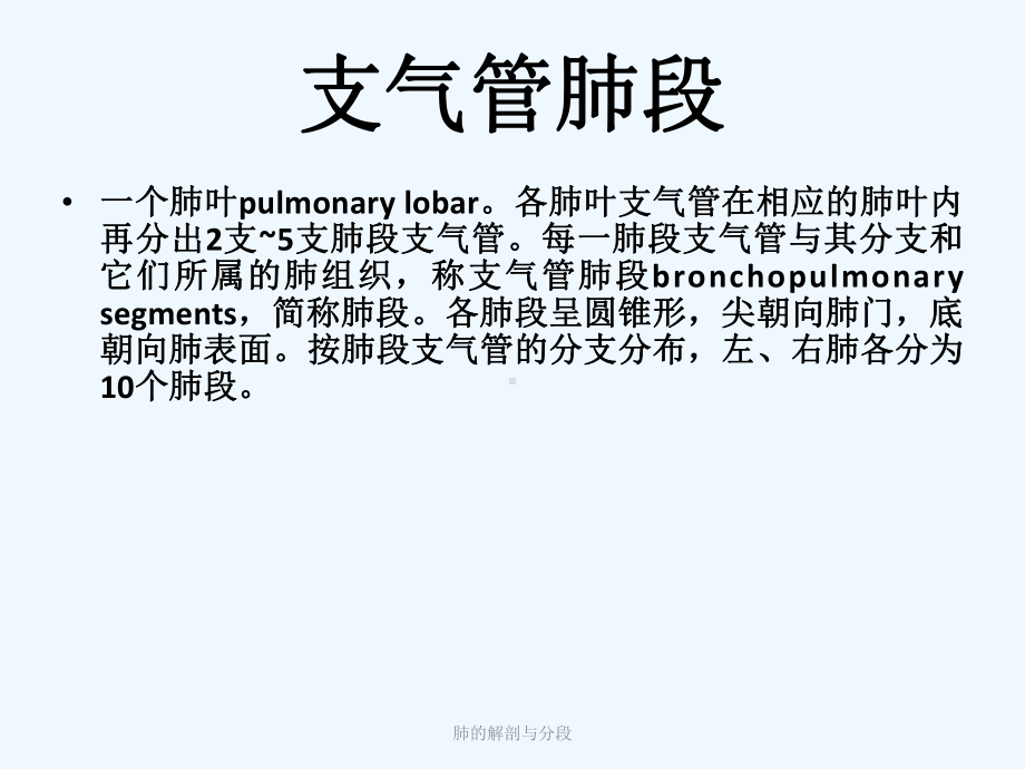 支气管镜下肺脏的分段2课件.ppt_第3页