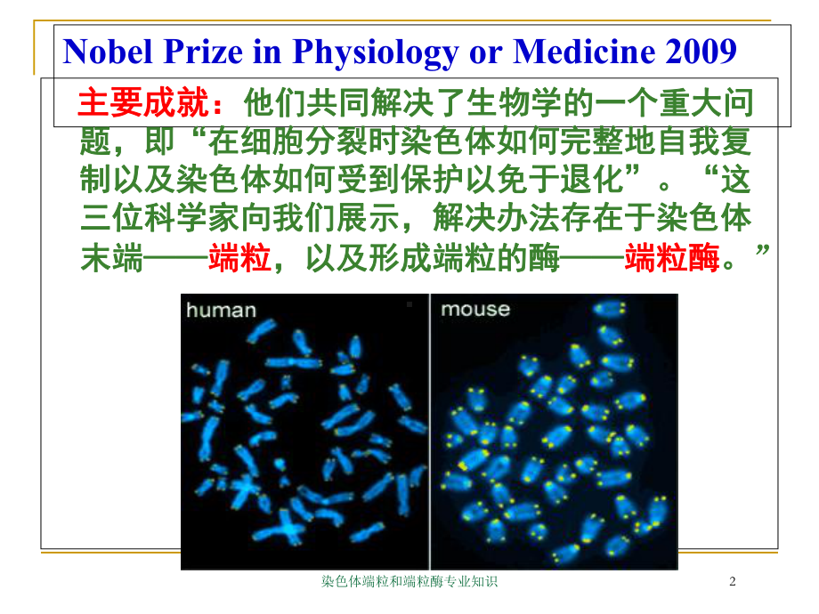 染色体端粒和端粒酶专业知识培训课件.ppt_第2页