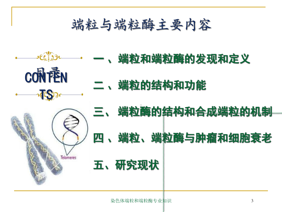 染色体端粒和端粒酶专业知识培训课件.ppt_第3页