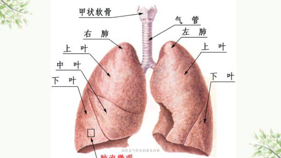 急性支气管炎的基本内容课件.ppt_第2页