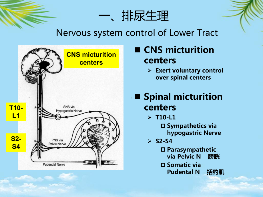 教培用尿动力学检查在排尿功能障碍疾病中的应用课件.ppt_第3页