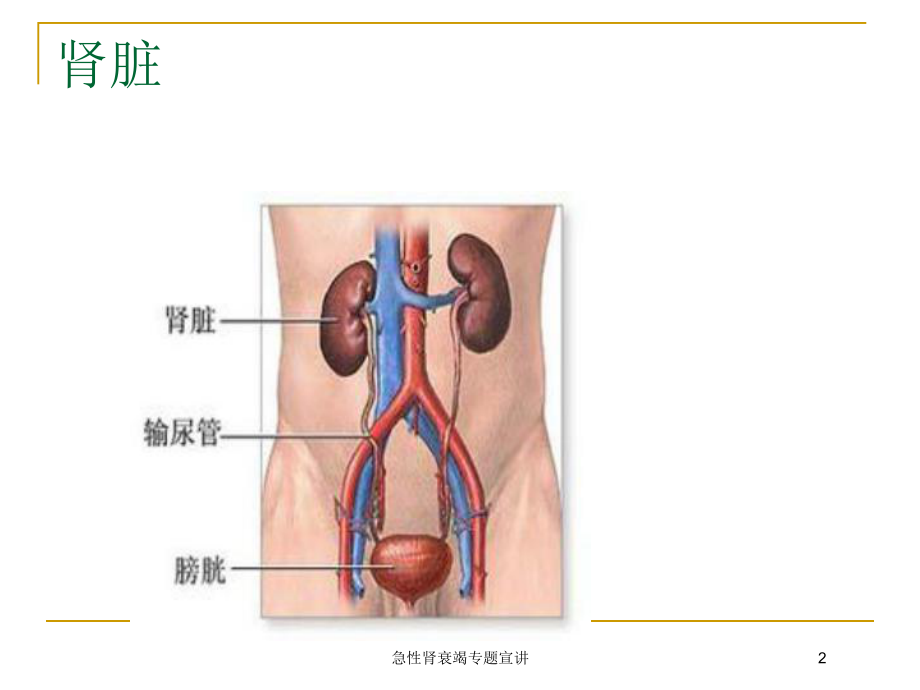 急性肾衰竭专题宣讲培训课件.ppt_第2页