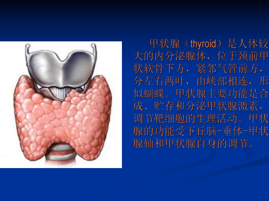 核医学甲状腺功能显像概要课件.pptx_第2页