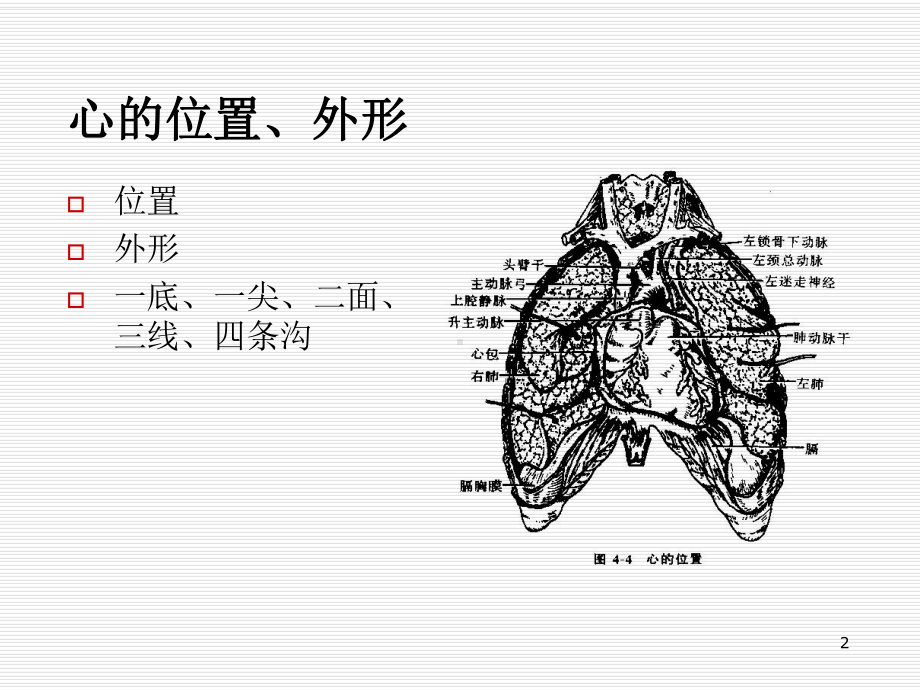 心血管系统的解剖教学课件.ppt_第2页