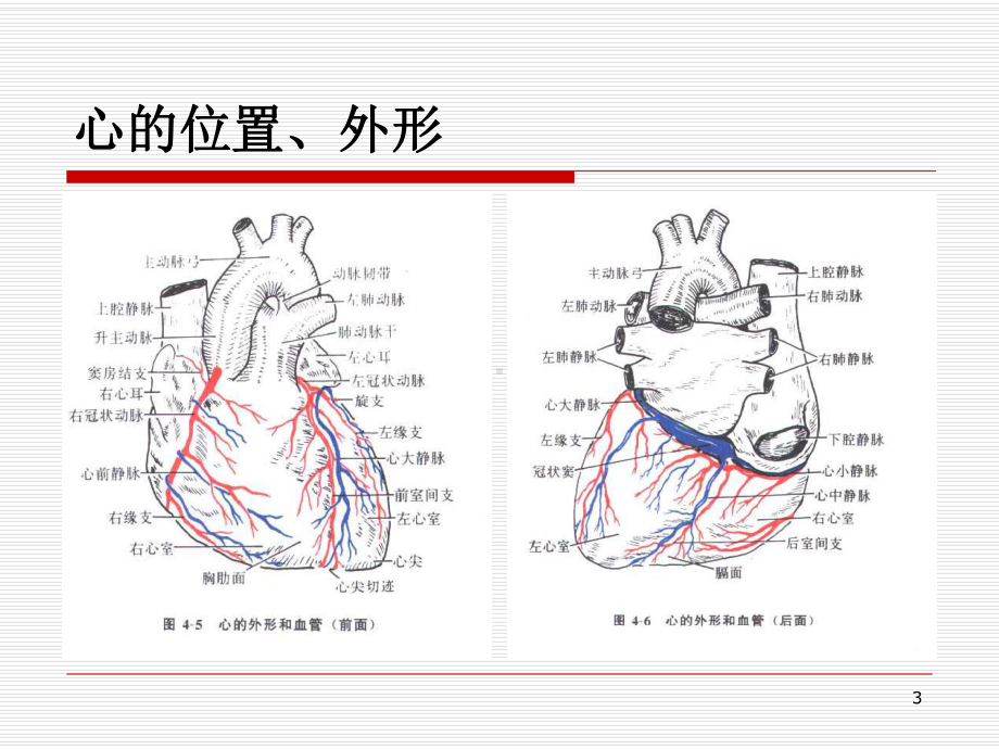 心血管系统的解剖教学课件.ppt_第3页