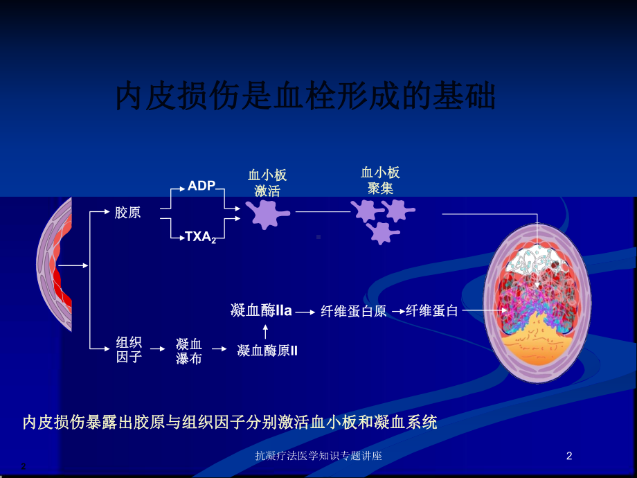 抗凝疗法医学知识专题讲座培训课件.ppt_第2页