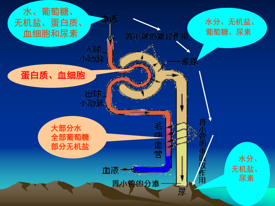 尿液检查和肾脏功能实验室检查主题讲座课件.ppt_第1页