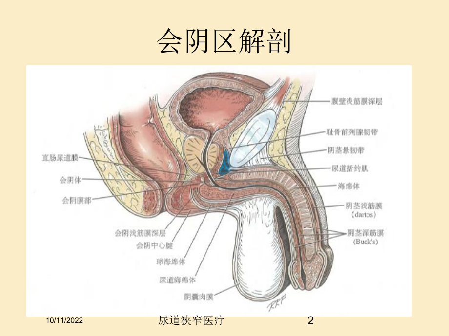 尿道狭窄医疗课件.ppt_第2页