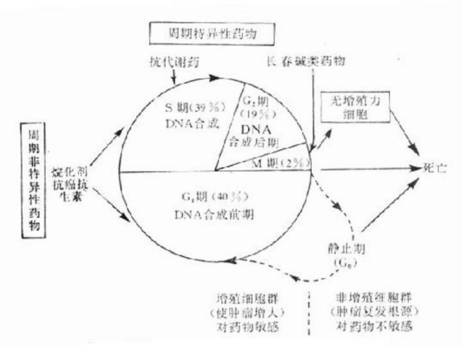 常见化疗药物的使用顺序及机理-课件.ppt_第3页