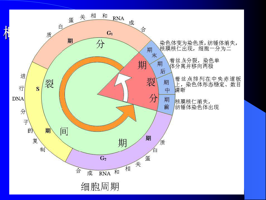 抗恶性肿瘤药医学知识宣教培训课件.ppt_第2页