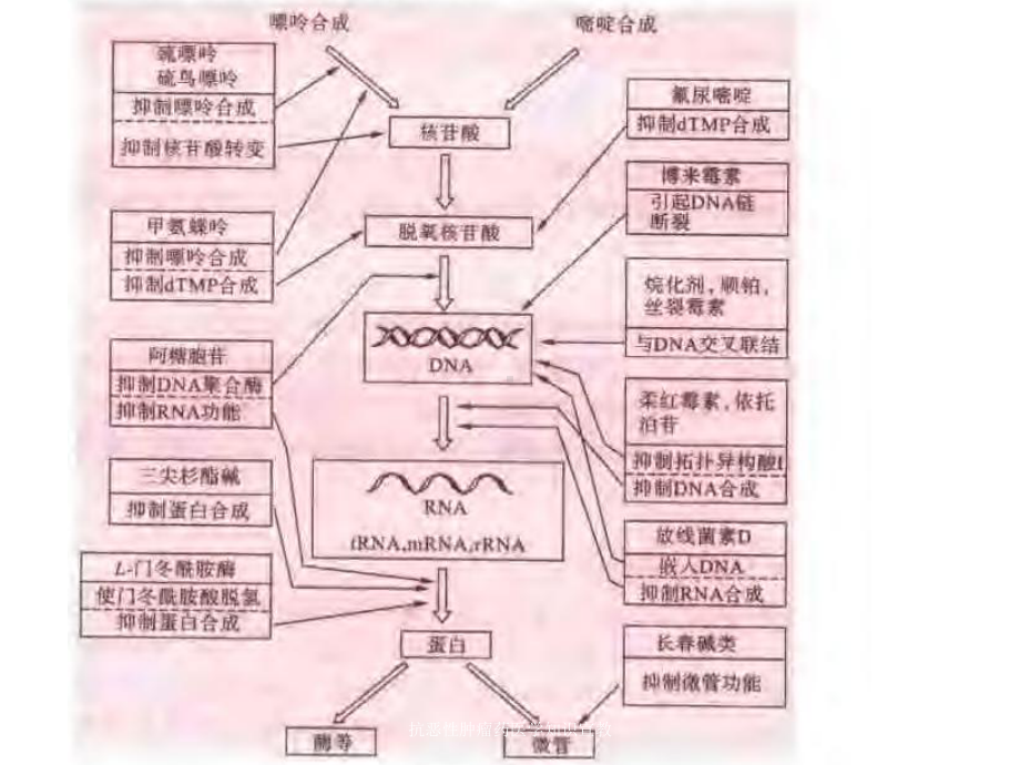 抗恶性肿瘤药医学知识宣教培训课件.ppt_第3页