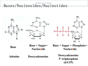 核苷酸代谢医学宣教课件.ppt