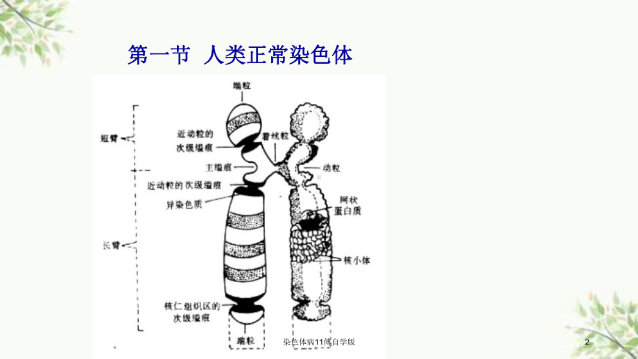 染色体病11傅自学版课件.ppt_第2页