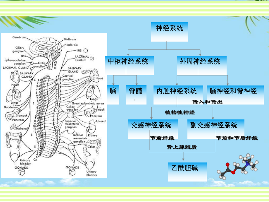 教培用药物化学外周神经系统药物课件-2.ppt_第3页
