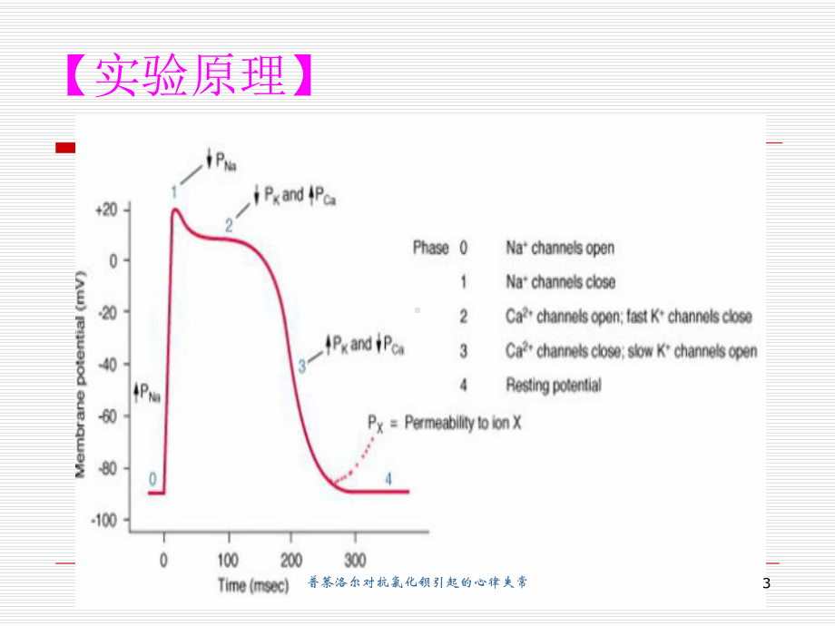 普萘洛尔对抗氯化钡引起的心律失常培训课件.ppt_第3页