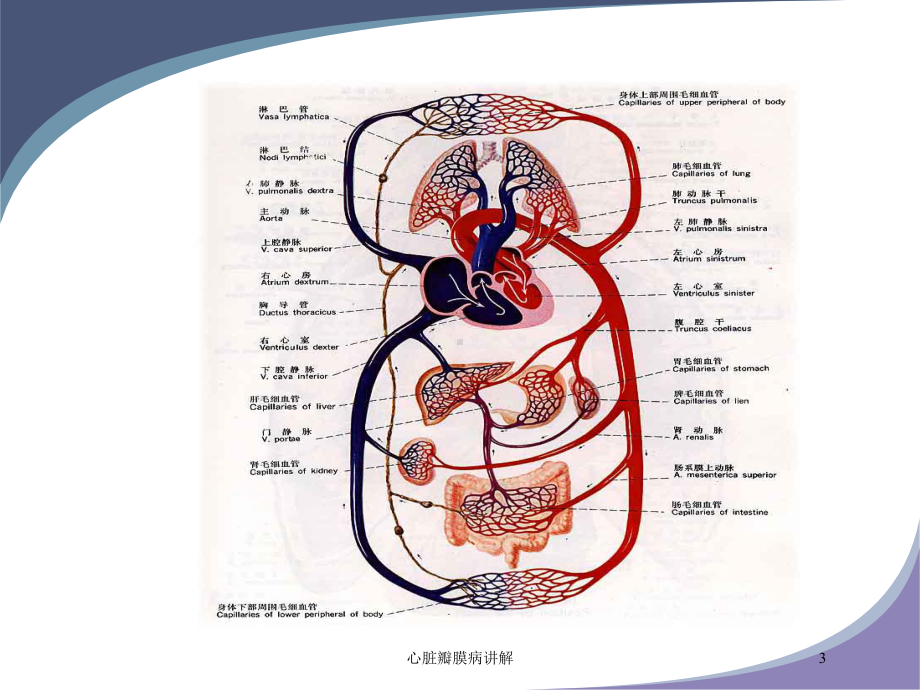 心脏瓣膜病讲解培训课件.ppt_第3页