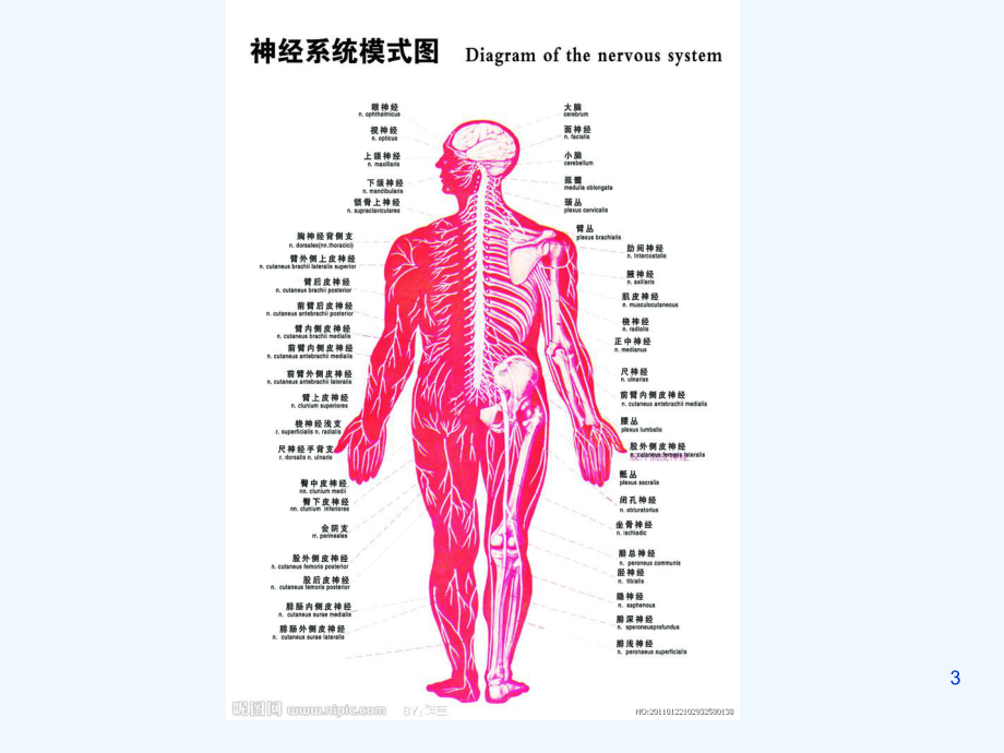 幼儿卫生学(九)神经系统课件.ppt_第3页