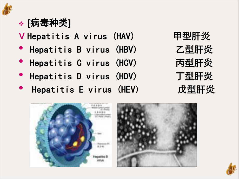 改病毒性肝炎改培训课件.ppt_第3页