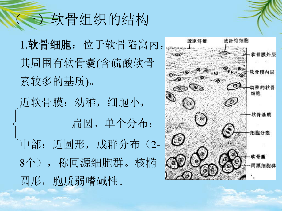 教培用软骨骨组织学与胚胎学课件.ppt_第3页