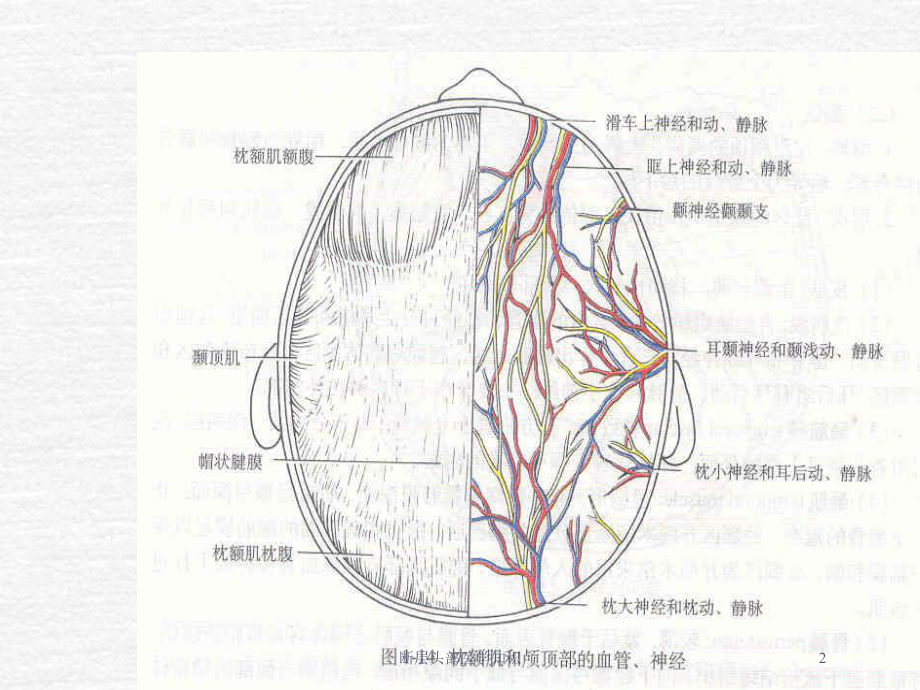 断层头部医学知识培训课件.ppt_第2页