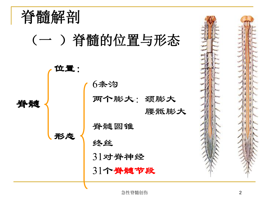 急性脊髓创伤培训课件.ppt_第2页