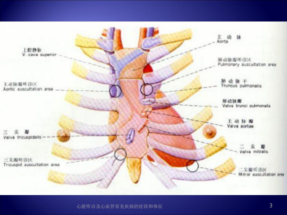 心脏听诊及心血管常见疾病的症状和体征培训课件.ppt_第3页